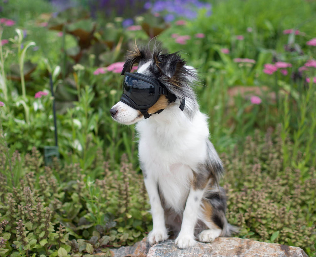 Black Goggle with 1 Clear & 1 Smoke Lens Q284628