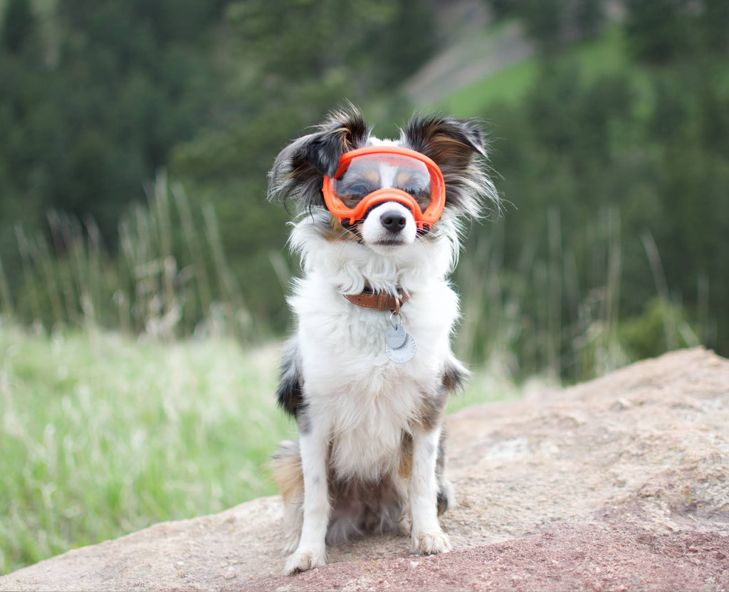 Black Goggle with 1 Clear & 1 Smoke Lens Q284628