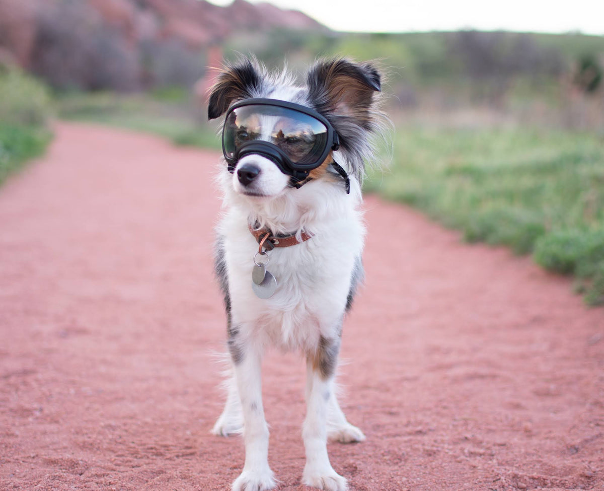 Black Goggle with 1 Clear & 1 Smoke Lens Q284628