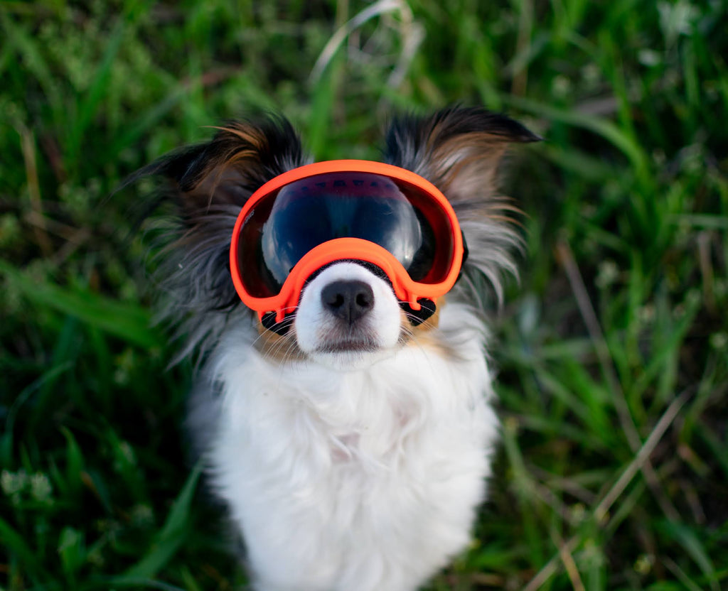 Black Goggle with 1 Clear & 1 Smoke Lens Q284628