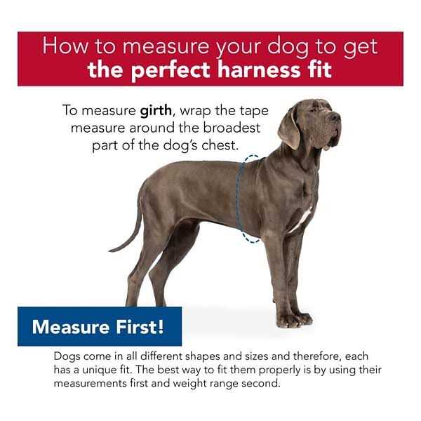 Reflective Front-Connect Harness I446