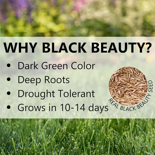 Black Beauty Grass Seed Mix, 25-Pound I88590