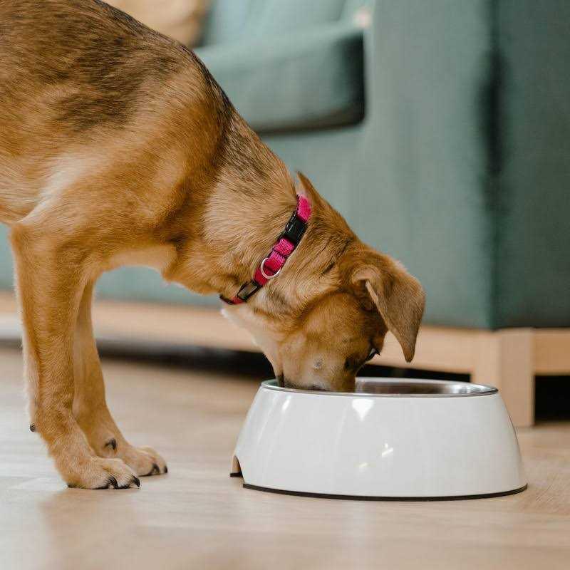 Lamb Rice Vegetable Dog Food J837