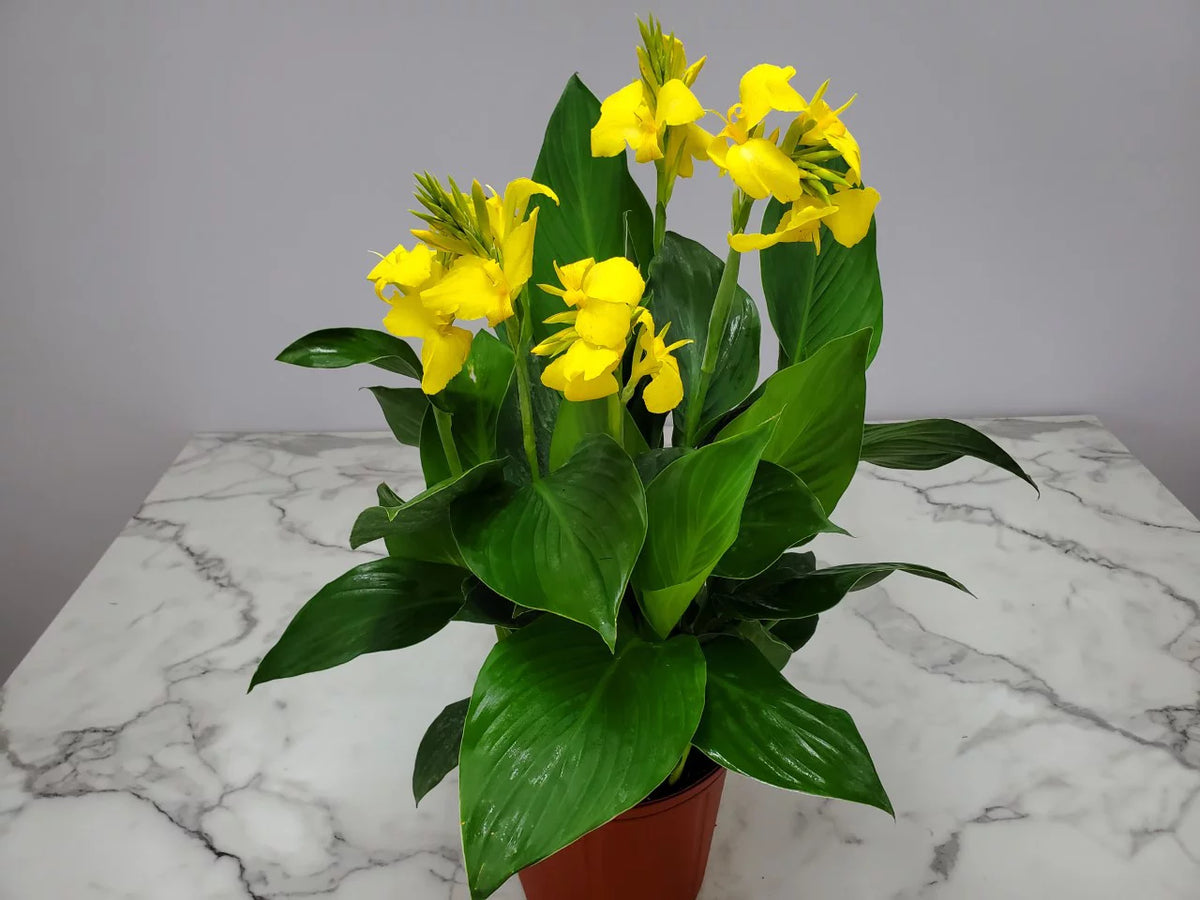 Yellow Canna Lily Bush T867013