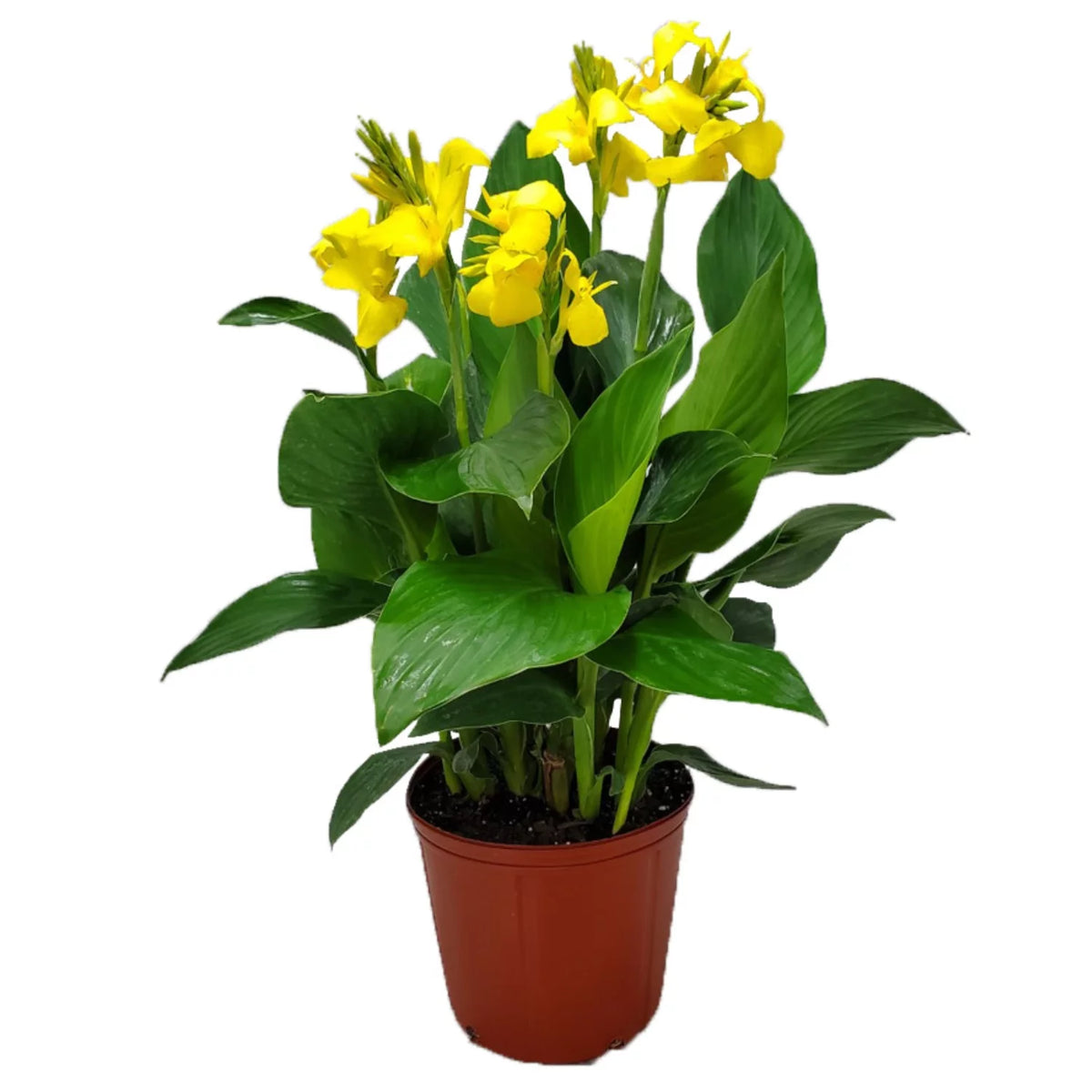 Yellow Canna Lily Bush T867013