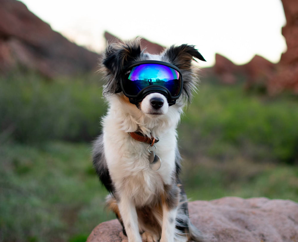 Black Goggle with 1 Clear & 1 Smoke Lens Q284628