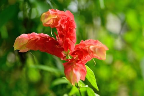 2 Shrimp Live Plants U589