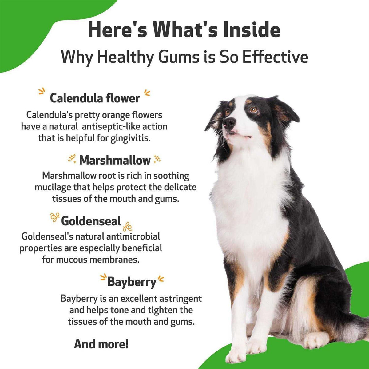 Healthy Gums for Feline Periodontal Health P755
