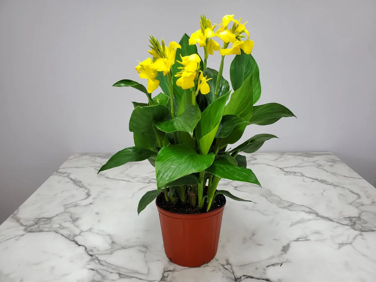 Yellow Canna Lily Bush T867013