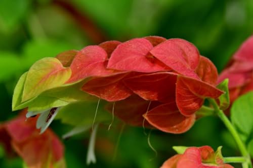 2 Shrimp Live Plants U589