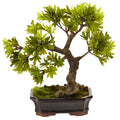 Podocarpus with Mossed Bonsai Planter Z251