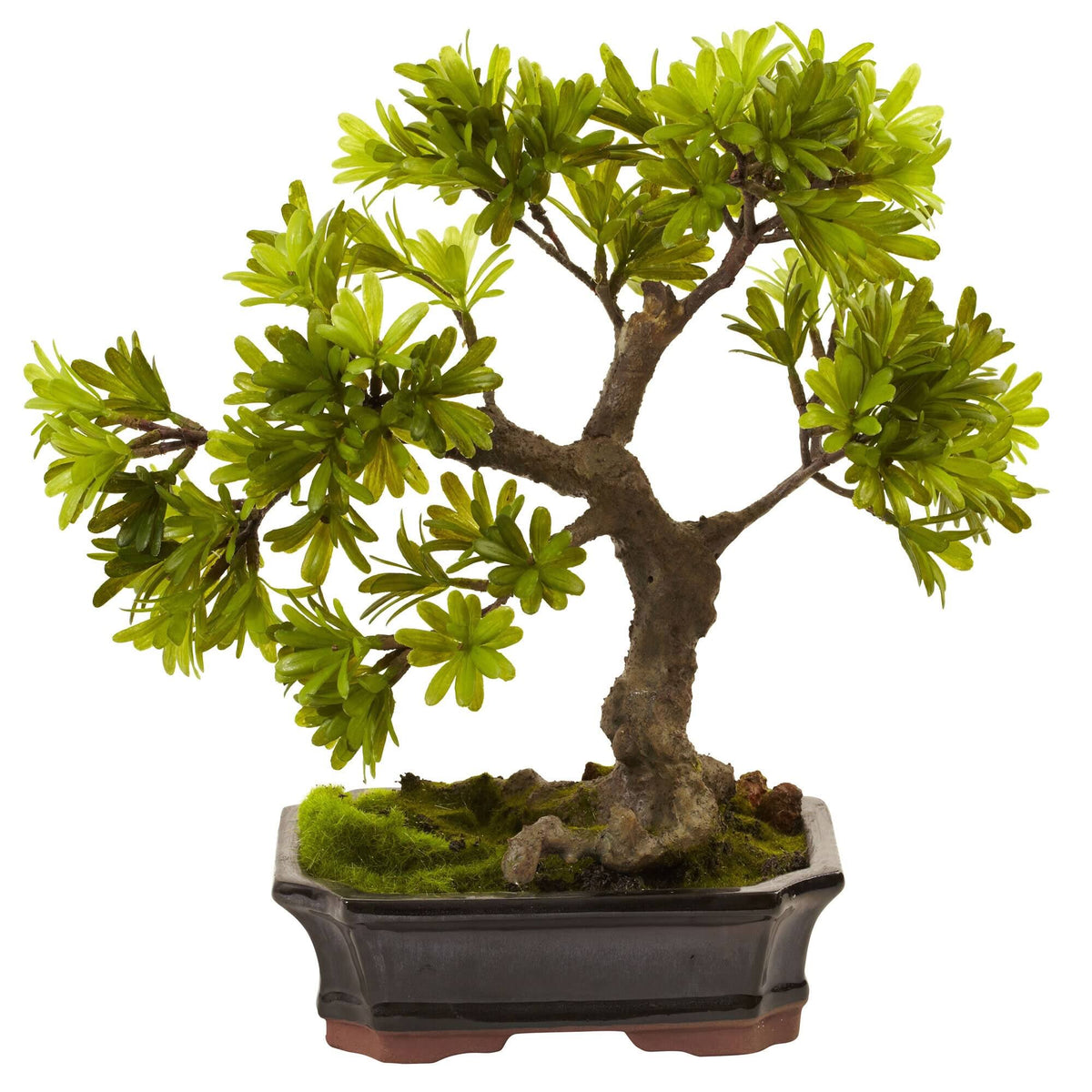 Podocarpus with Mossed Bonsai Planter Z251