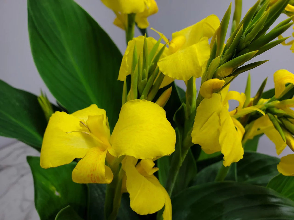 Yellow Canna Lily Bush T867013