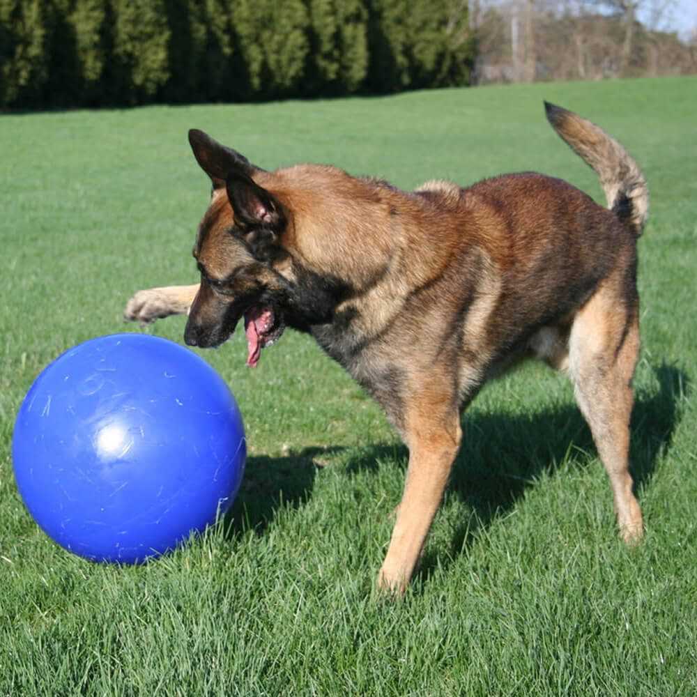 Pet Supplies Z2594