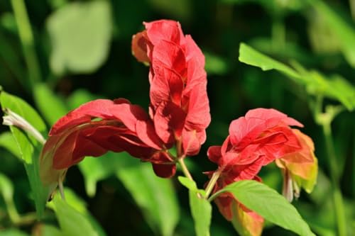 2 Shrimp Live Plants U589