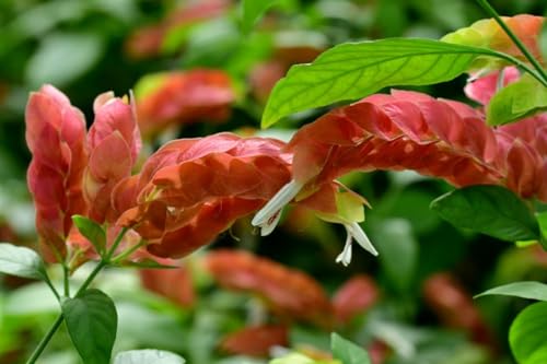 2 Shrimp Live Plants U589