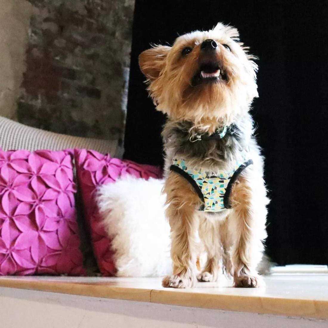 Canvas Dog Harness B455
