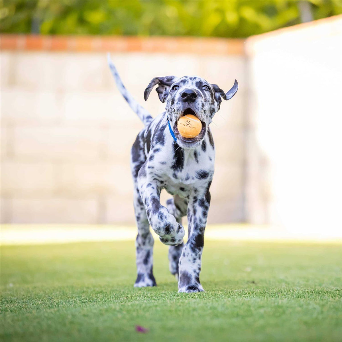 Tennis Balls E356782