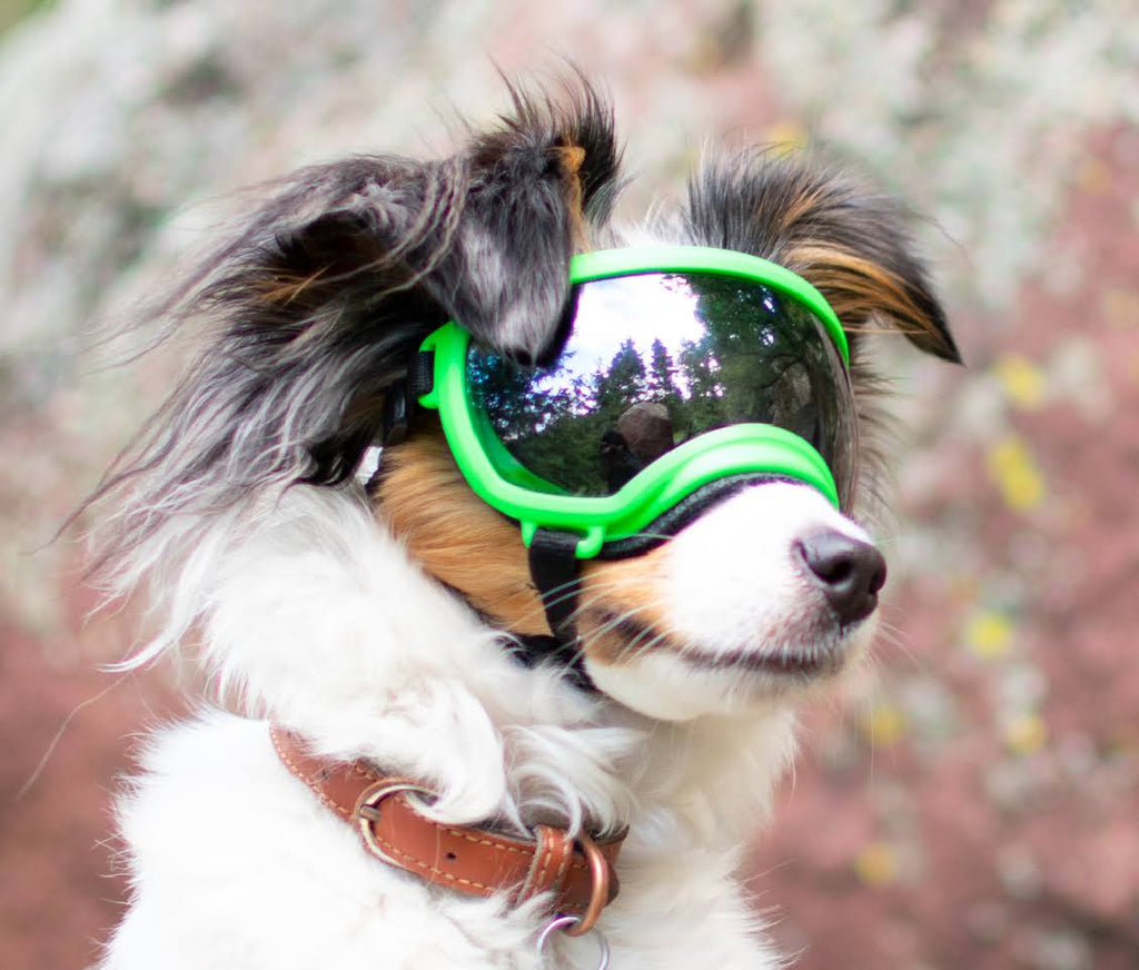 Black Goggle with 1 Clear & 1 Smoke Lens Q284628