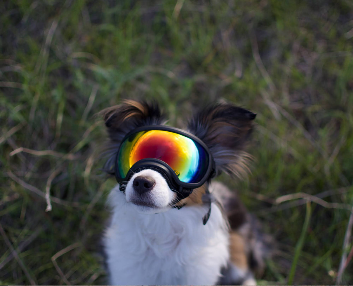 Black Goggle with 1 Clear & 1 Smoke Lens Q284628