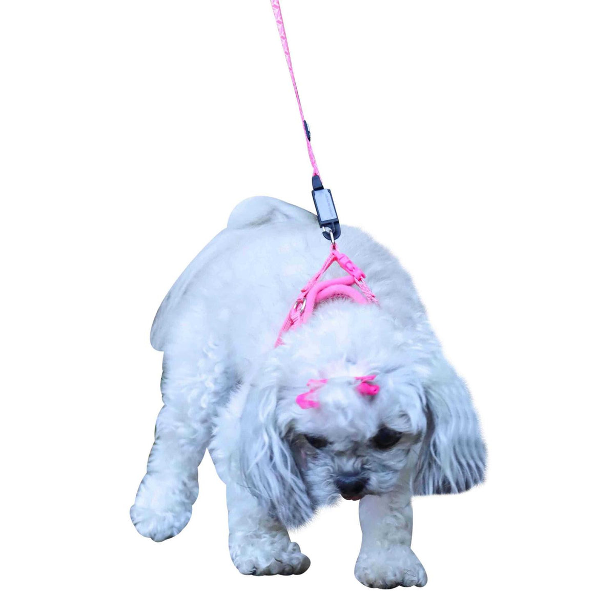 Canvas Dog Harness B455